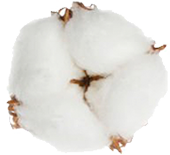 cotton